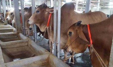 এবার কোরবানির পশু বেশি অবিক্রীত, কী বলছেন খামারিরা