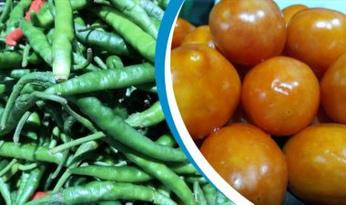 দাম কমেনি কাঁচা মরিচের, টমেটোও আকাশছোঁয়া