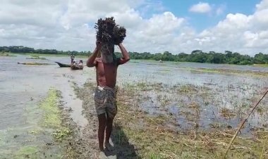 ভরা বর্ষায়ও পানি নেই, পাট নিয়ে বিপাকে মাদারীপুরের চাষিরা