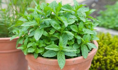  বারান্দায় চাষ করতে পারেন এই ৫ ভেষজ