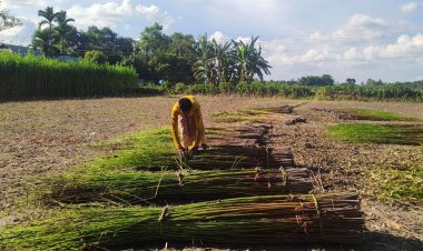ভরা বর্ষায়ও বৃষ্টি নেই, আমন-পাট নিয়ে দুশ্চিন্তায় কৃষকরা