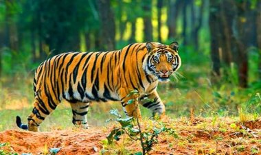 বিশ্ব বাঘ দিবস আজ