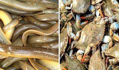 খুলনায় চিংড়ির উৎপাদন ও রফতানি কমেছে, বেড়েছে কাঁকড়া-কুচিয়ার