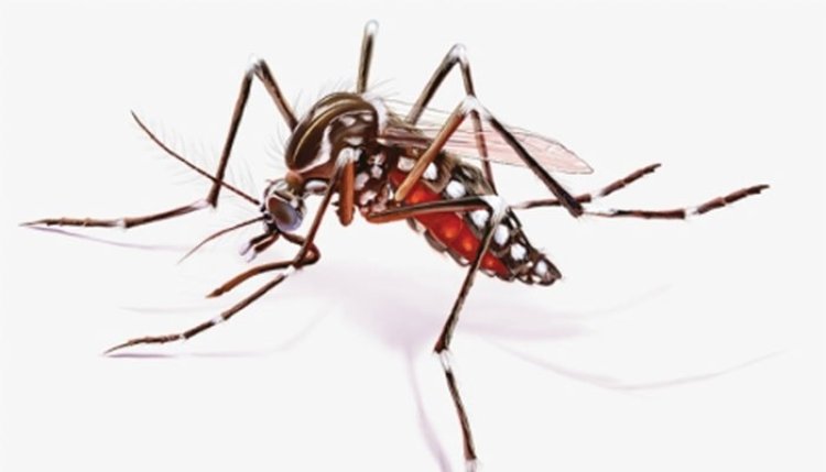 ডেঙ্গু বাড়াচ্ছে মৃত্যুঝুঁকি!