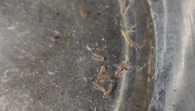 উত্তরে ২০ দক্ষিণ সিটির ১৫ শতাংশ বাড়িতে এডিসের লার্ভা