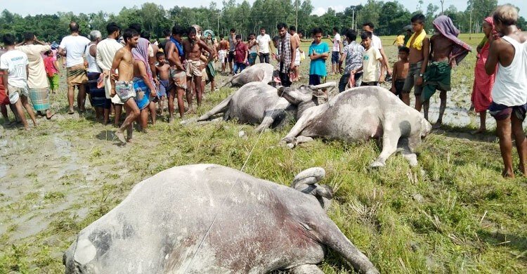 পল্লী বিদ্যুতের অপরিকল্পিত সংযোগে প্রাণ গেলো ৬ মহিষসহ মালিকের