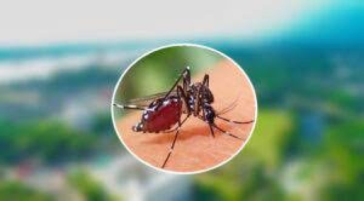  বরিশালে একদিনে ডেঙ্গুতে আক্রান্ত ২৯৪ জন