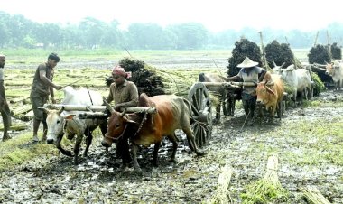 বাম্পার ফলনের পাট জাগ দেওয়া নিয়ে দুশ্চিন্তা