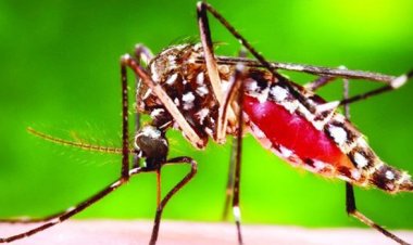 ডেঙ্গু শনাক্ত প্রায় ১ লাখ, মৃত্যু ৪৭৬