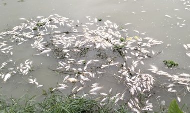 মাছের সঙ্গে শত্রুতা!