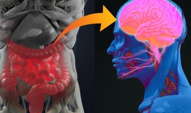 মস্তিষ্কের জটিল স্নায়ু রোগের বীজ আসলে লুকিয়ে রয়েছে পেটের মধ্যে, বলছে গবেষণা