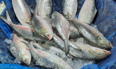 চড়া দাম, ভরা মৌসুমেও পাতে উঠছে না ইলিশ