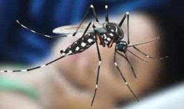 ডেঙ্গুতে একদিনে  ১৩ জনের প্রাণহানি