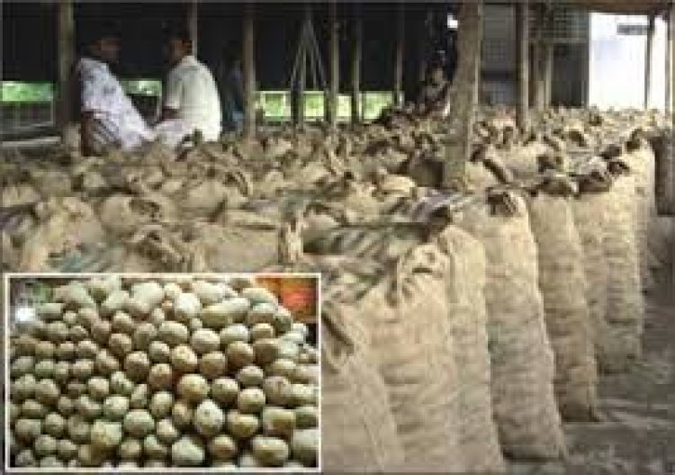 দুই দিনে বস্তা প্রতি আলুর দাম বেড়েছে ১০০ টাকা