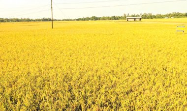 খাদ্য নিরাপত্তা নিশ্চিতে আবাদ হচ্ছে চিকন চালের