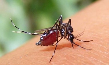 ডেঙ্গুতে মৃত্যু ৭০০ ছাড়িয়েছে, ১ দিনে আরও ১৫ জনের প্রাণহানি