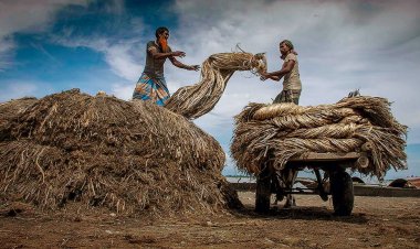 পাট চাষিদের হাহাকার, দেখার কেউ নেই