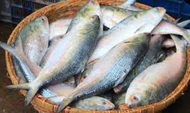 ভারতে ইলিশ রপ্তানির অনুমোদন পাচ্ছেন ৯৬ ব্যবসায়ী