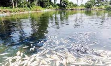 মাদারীপুরে ২ ঘেরে বিষ দিয়ে মাছ নিধন, এ কেমন শত্রুতা!
