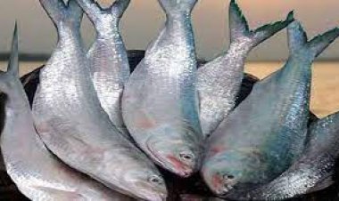 ১২ অক্টোবর থেকে ২ নভেম্বর পর্যন্ত ইলিশ ধরা বন্ধ