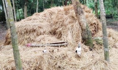 ফেনীতে খড়ের গাদায় চাপা পড়ে ৩ জনের মৃত্যু