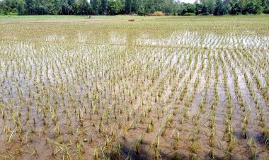 বন্যা নেই, প্লাবনেই নষ্ট ৫ কোটি টাকার ফসল!
