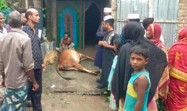 সরকারি ভ্যাকসিনে ১২টি গরুর মৃত্যু, অসুস্থ অর্ধশতাধিক