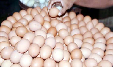 ভারত থেকে আরও ৬ কোটি ডিম আমদানির অনুমোদন