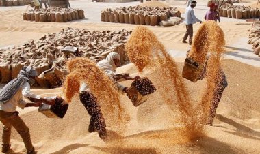 এক দশকে গমের চাহিদা বেড়েছে দ্বিগুণ, কমেছে উৎপাদন