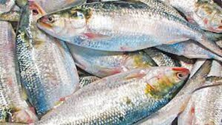 ১৫ বছরে খুলনায় ইলিশ আহরণ বেড়েছে ২২ গুণ