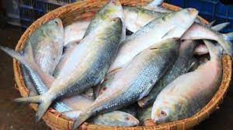 ভারতে ইলিশ রপ্তানির অনুমোদন পাচ্ছেন ৯৬ ব্যবসায়ী