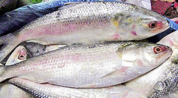 সাধারণ মানুষের নাগালের বাইরে ইলিশ
