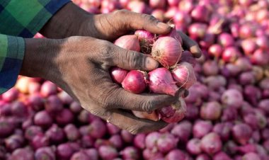 পেঁয়াজ উৎপাদন বাড়াতে আরও ১৫ কোটি টাকার প্রণোদনা
