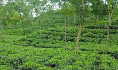 অতিবৃষ্টিতে চা বাগানের টিলা ধসে শিশুর মৃত্যু