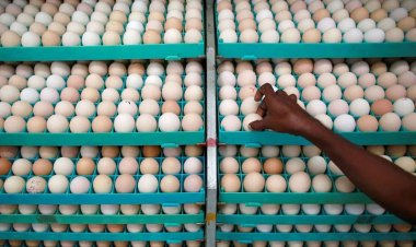 বিদেশ থেকে আরও ৫ কোটি ডিম আমদানির অনুমতি