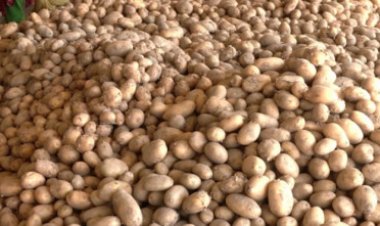 হিমাগারে ২৬-২৭ টাকায় আলু বিক্রি নিশ্চিতে ডিসিদের নির্দেশ