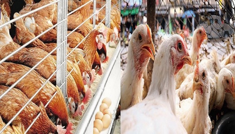 লোকসানে মুরগি পালন ছেড়ে দিচ্ছেন খামারিরা