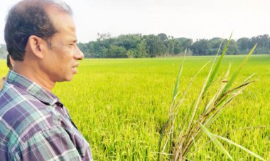 পাকুন্দিয়ায় আমন ক্ষেতে ছত্রাক, দিশেহারা কৃষক