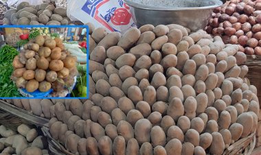 এক পিস আলুর দাম ১২ টাকা!