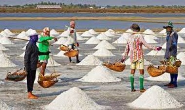 রেকর্ড উৎপাদনের বছরেও লবণ আমদানি