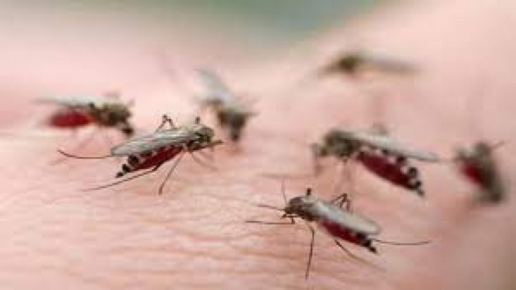 ডেঙ্গু না যেতেই ঢাকায় চোখ রাঙাচ্ছে কিউলেক্স মশা