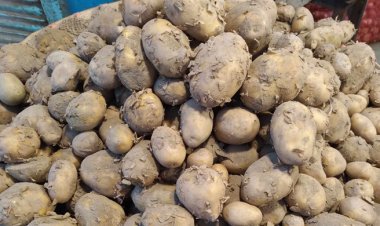 কেজিতে ২০ টাকা পর্যন্ত বেড়েছে আলুর দাম