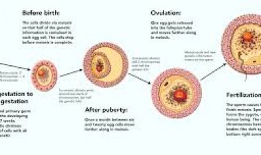 পুরুষের ডিম্বাণু, নারীর শুক্রাণু- স্টেম সেল বদলে দিচ্ছে প্রজননের ধারণা