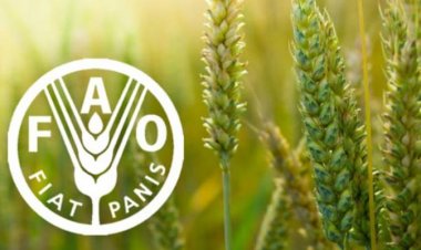 খাদ্য আমদানিতে বিশ্বে তৃতীয় বাংলাদেশ, রপ্তানির তলানিতে