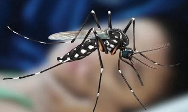 ডেঙ্গুতে একজনের মৃত্যু, হাসপাতালে ভর্তি ২৫