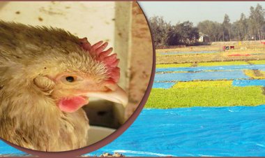 শীতে ফসলের বড় ক্ষতির শঙ্কা, উৎপাদন কমছে ডিম-মুরগির