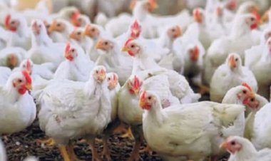 বাড়ছে ব্রয়লার মুরগির দাম, কেজি ২০৫ টাকা