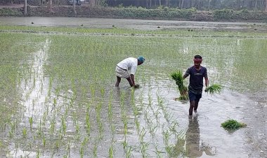 সার-শ্রমিকের চড়াদামে দিশাহারা চাষিরা