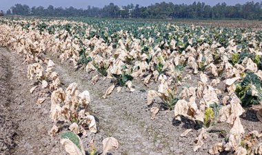  শত্রুতার বিষে নষ্ট ১৯ হাজার ফুলকপি গাছ, দুই কৃষকের মাথায় হাত