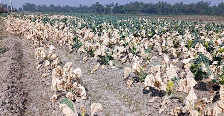  শত্রুতার বিষে নষ্ট ১৯ হাজার ফুলকপি গাছ, দুই কৃষকের মাথায় হাত
